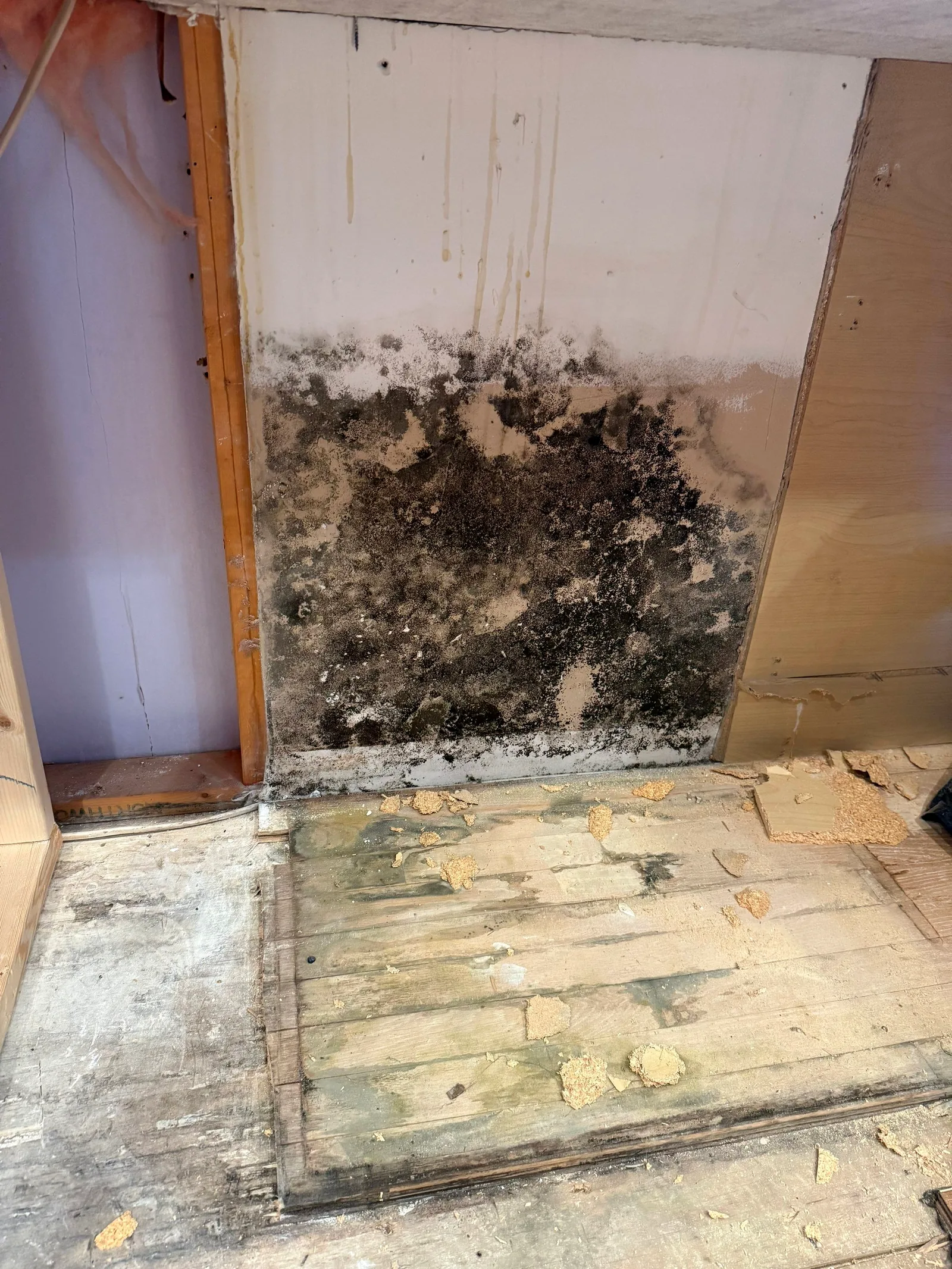 Heavy black mold covering the kitchen wall cavity revealed when the dishwasher was removed.