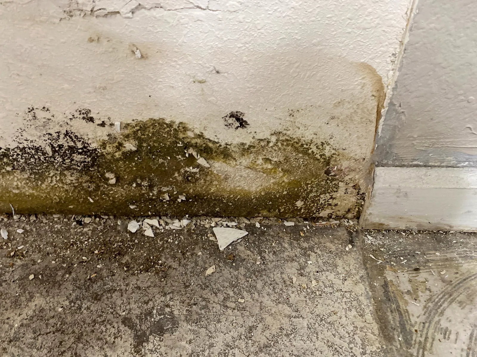 Mold staining revealed on the wall after kitchen cabinets were pulled away.