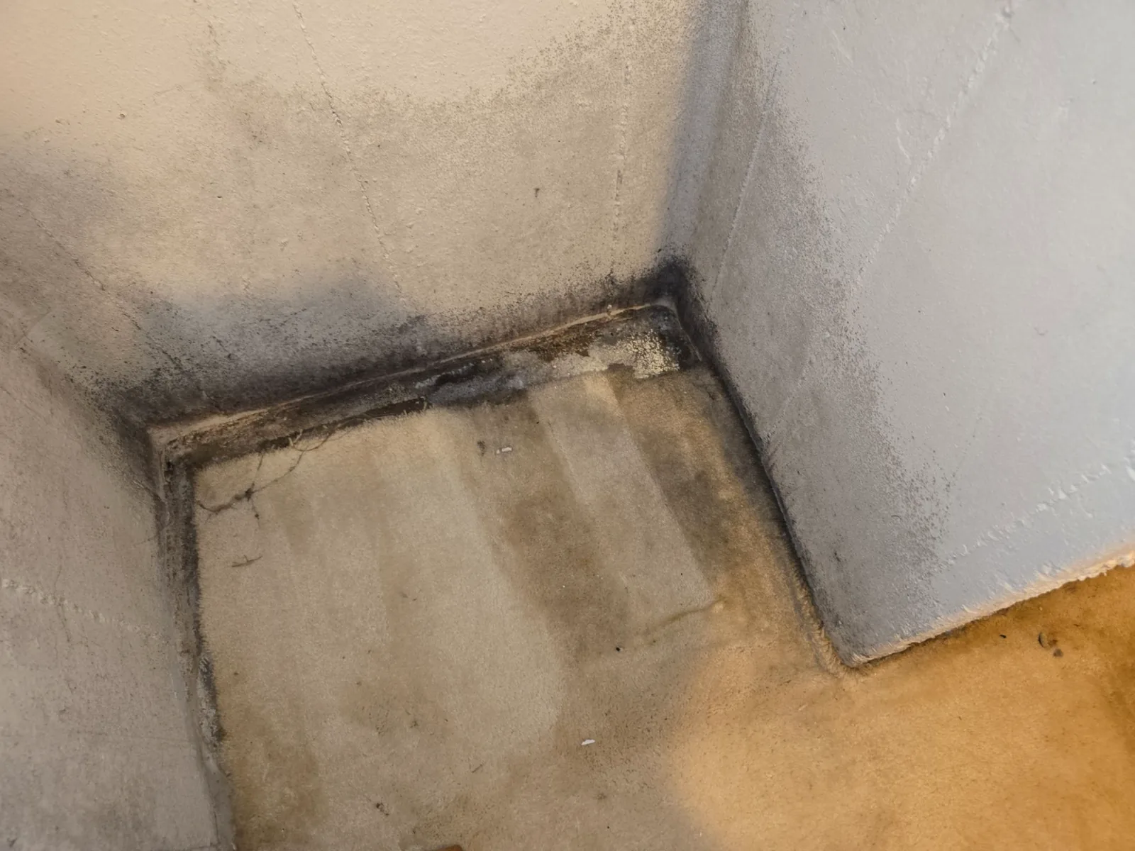 Dark mold growth spreading across a basement wall corner near the floor.