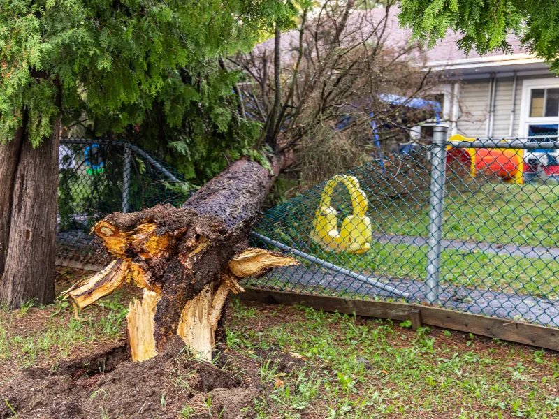 Large tree fallen across a residential fence and lawn with scattered children's toys after a severe Hamilton County thunderstorm