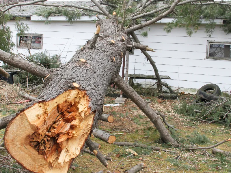 Large storm-damaged tree fallen onto the roof of a Fishers IN residential home - a real Guardian Angel Restoration storm response job in Fishers
