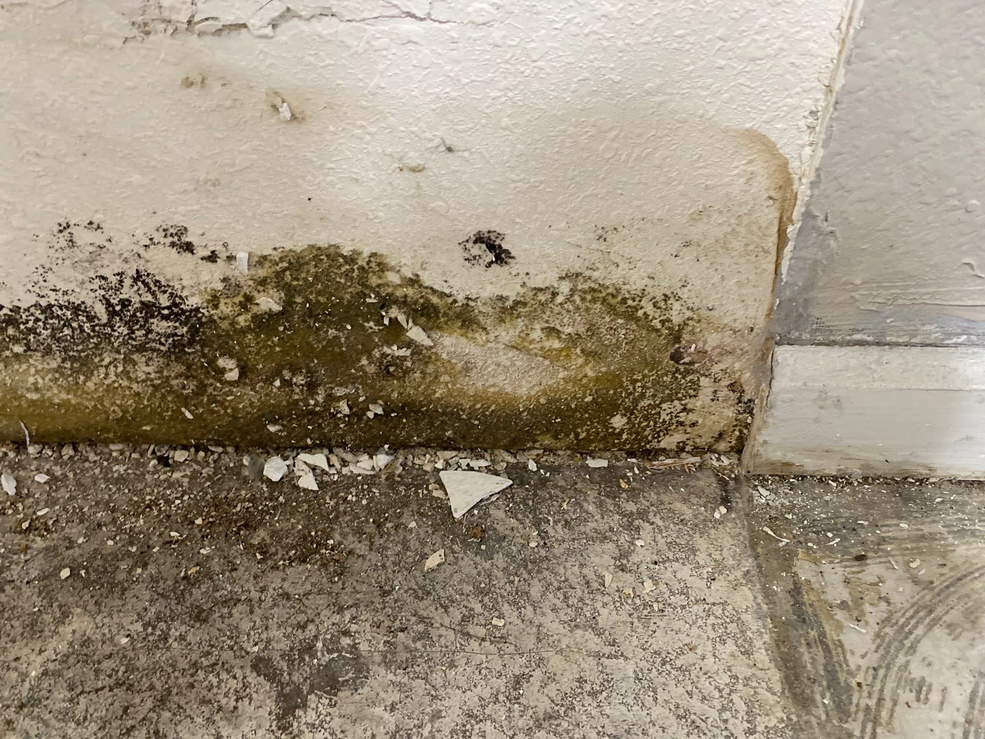 Before mold remediation work