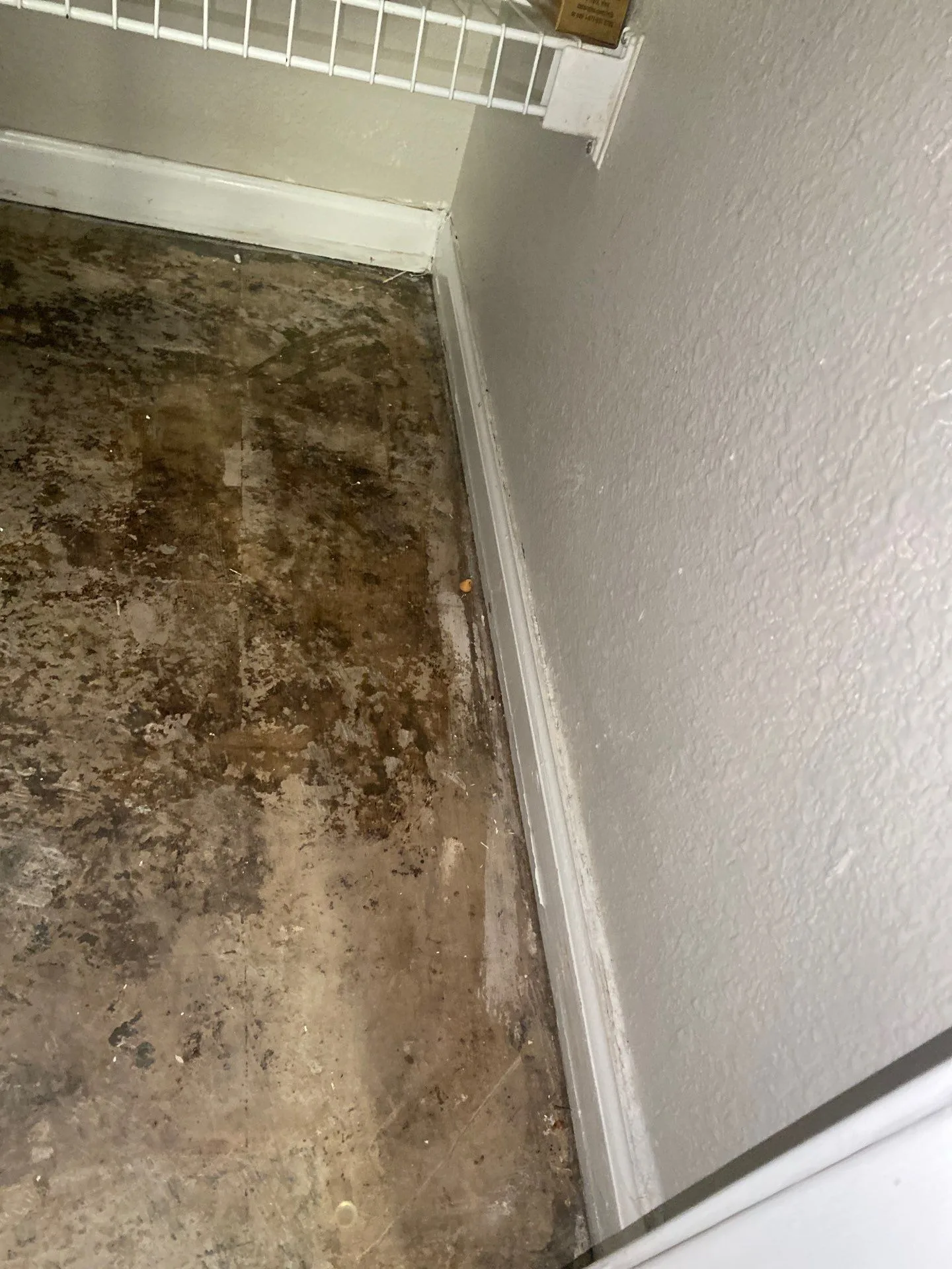 Mold under tile