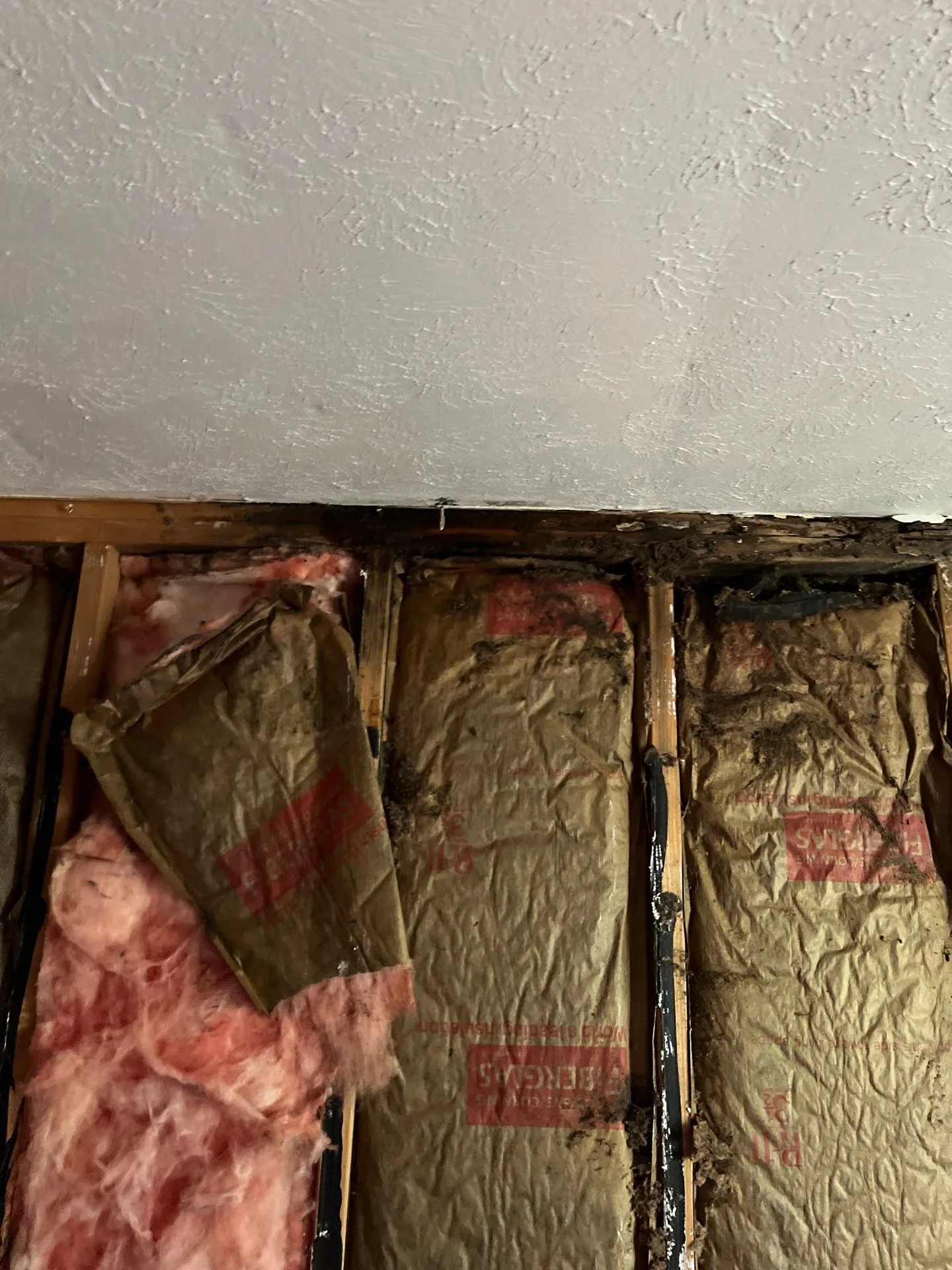 Sub floor and drywall mold remediation