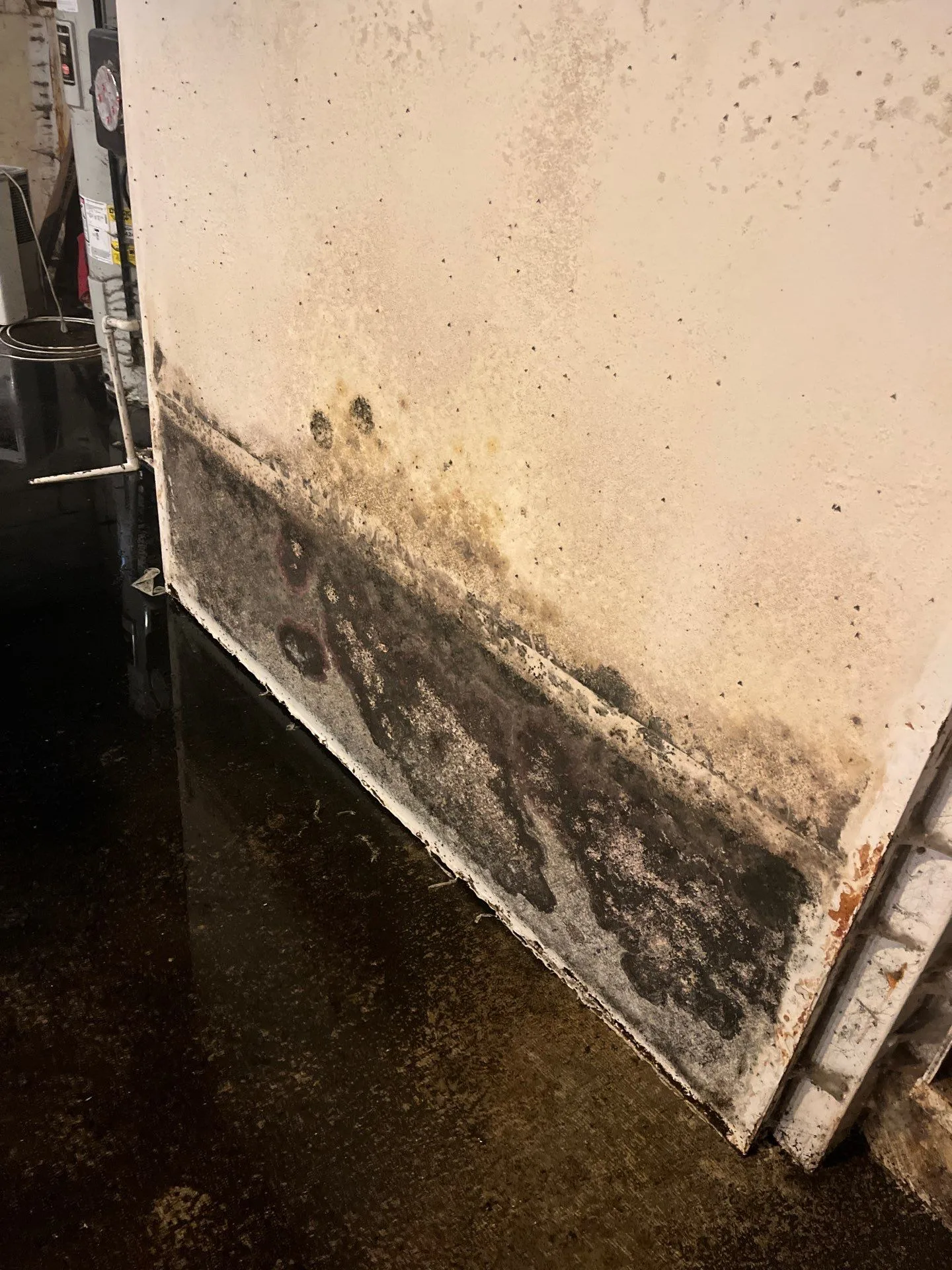 Basement flood.mold reveal